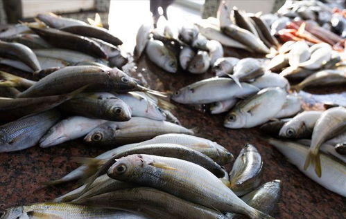 豬價重挫引發連鎖反應 豬肉、雞蛋、魚價齊跌，農產品市場迎來調整期