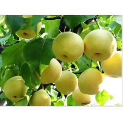 安陽市農(nóng)產(chǎn)品批發(fā)與供應鏈解析 多源渠道助力高效流通
